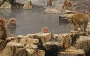 Nagano Tokio: Snow Monkey private Tour mit Abholung und Rückfahrt vom Hotel