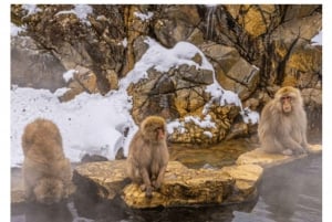 Nagano Tokio: Snow Monkey private Tour mit Abholung und Rückfahrt vom Hotel