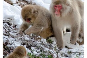 Nagano Tokio: Snow Monkey private Tour mit Abholung und Rückfahrt vom Hotel