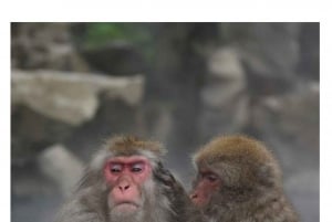 Nagano Tokio: Snow Monkey private Tour mit Abholung und Rückfahrt vom Hotel