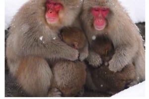 Nagano Tokio: Snow Monkey private Tour mit Abholung und Rückfahrt vom Hotel