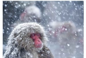 Nagano Tokio: Snow Monkey private Tour mit Abholung und Rückfahrt vom Hotel