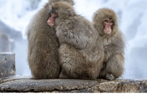 Nagano Tokio: Snow Monkey private Tour mit Abholung und Rückfahrt vom Hotel