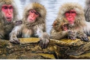 Nagano Tokio: Snow Monkey private Tour mit Abholung und Rückfahrt vom Hotel