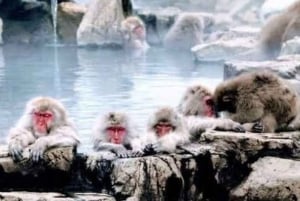 Nagano Tokio: Snow Monkey private Tour mit Abholung und Rückfahrt vom Hotel