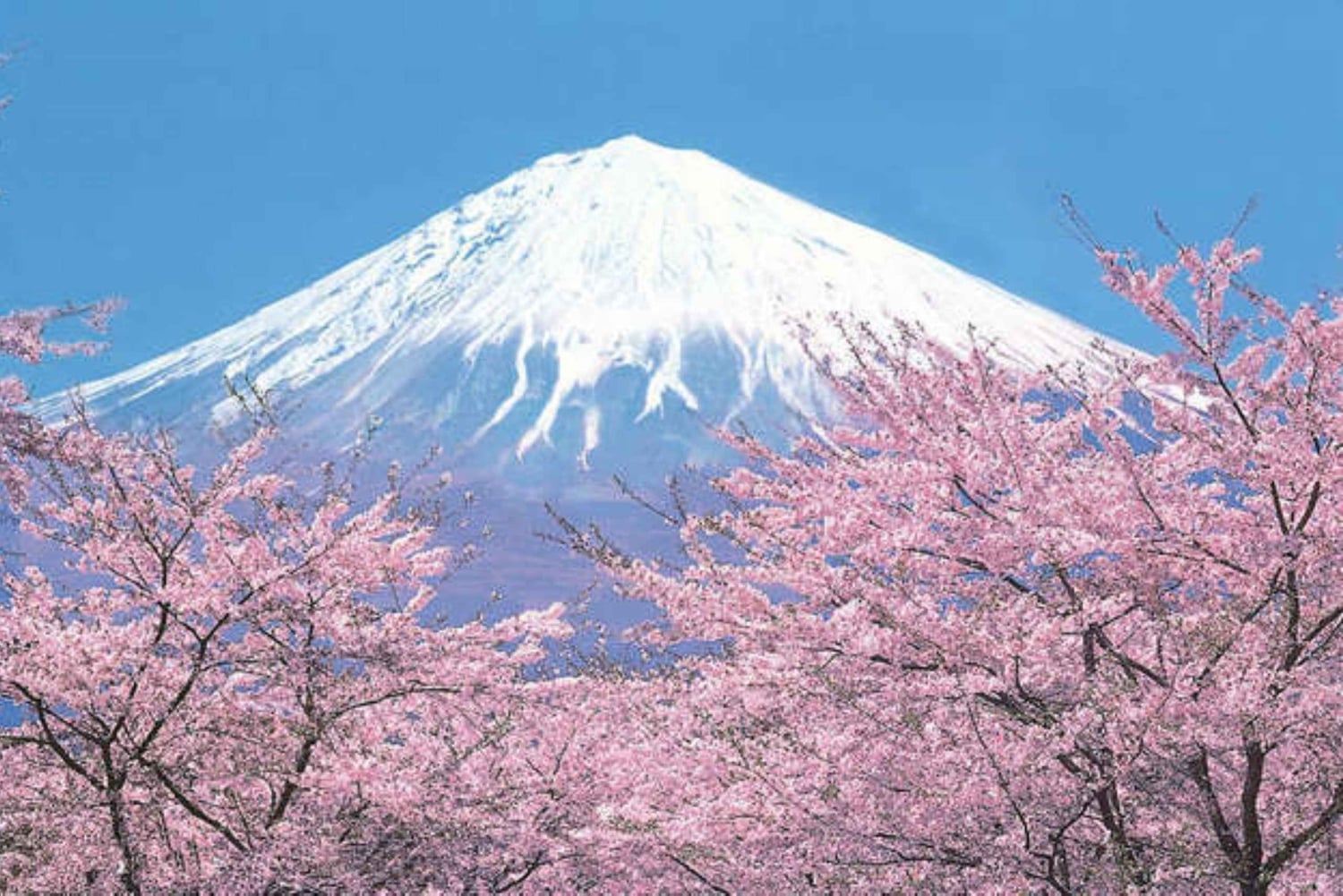 Usługa transferu z Tokio do obszaru Mt. Fuji/Kawaguchiko