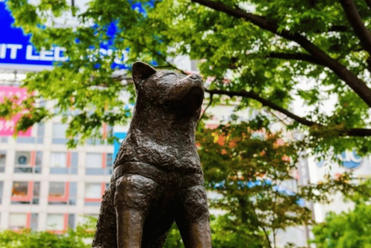 Tokio: tour privado por la ciudad con conductor de habla inglesa