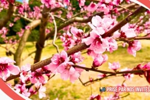 Tokyo: Rundvisning i det kejserlige palads, Shoguns og have (FRANSK GUIDE)