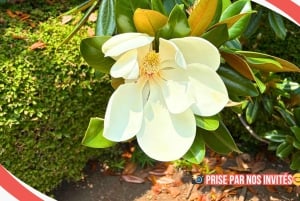 Tokyo: Rundvisning i det kejserlige palads, Shoguns og have (FRANSK GUIDE)