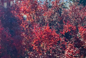 Tokio/Yokohama: Fuji ja Hakone – yksityinen päiväkierros