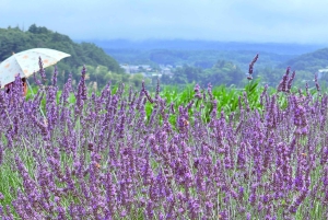 Tokio/Yokohama: Fuji ja Hakone – yksityinen päiväkierros