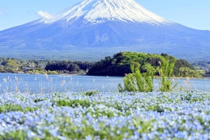 Tokio/Yokohama: Fuji ja Hakone – yksityinen päiväkierros
