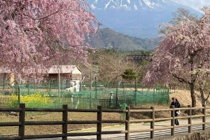 Tokio/Yokohama: Fuji ja Hakone – yksityinen päiväkierros