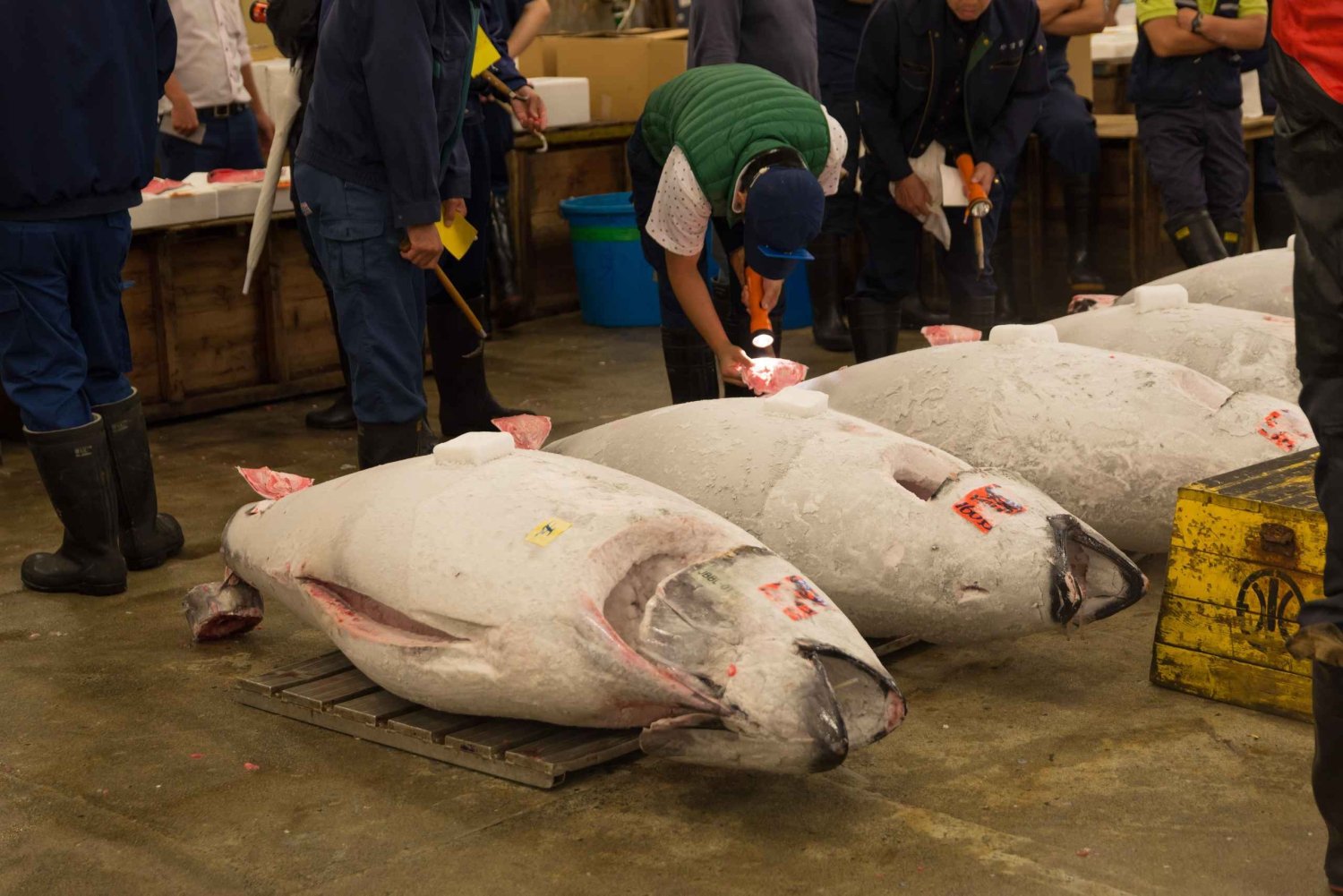 Toyosu tonfiskauktion & Tsukiji matupplevelse med licensierad guide