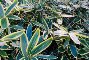 Waseda: Warsztat farbiarski i ogród japoński