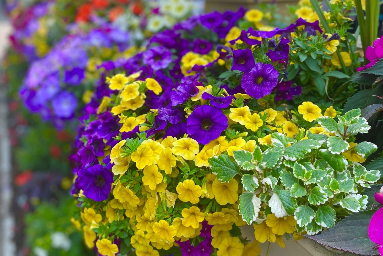 Opdagelsesrejse: Fra Niagara Falls til Niagara-on-the-Lake