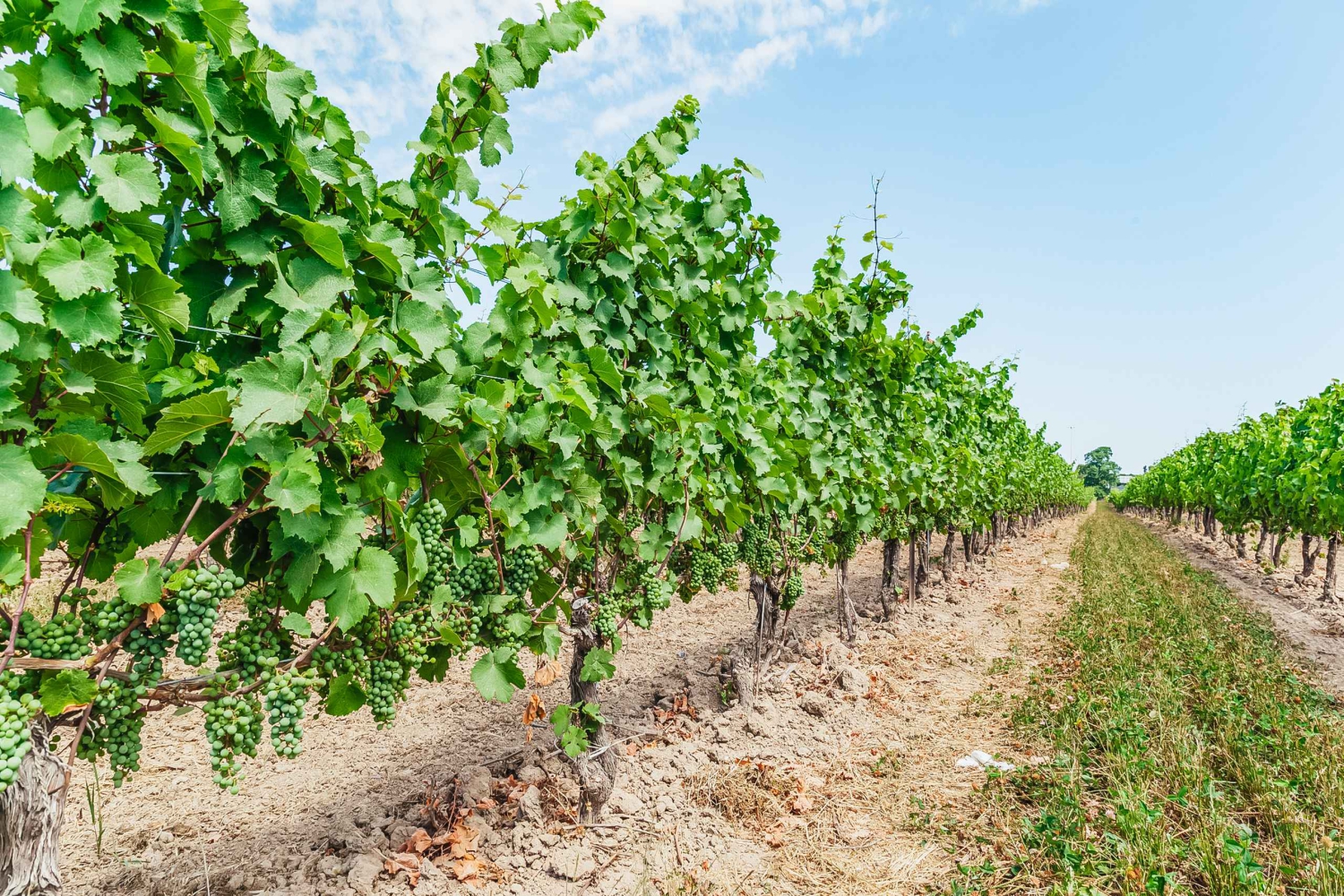 Torontosta: Muokattava opastettu päiväretki Niagaran putouksille