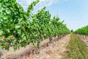 Torontosta: Muokattava opastettu päiväretki Niagaran putouksille