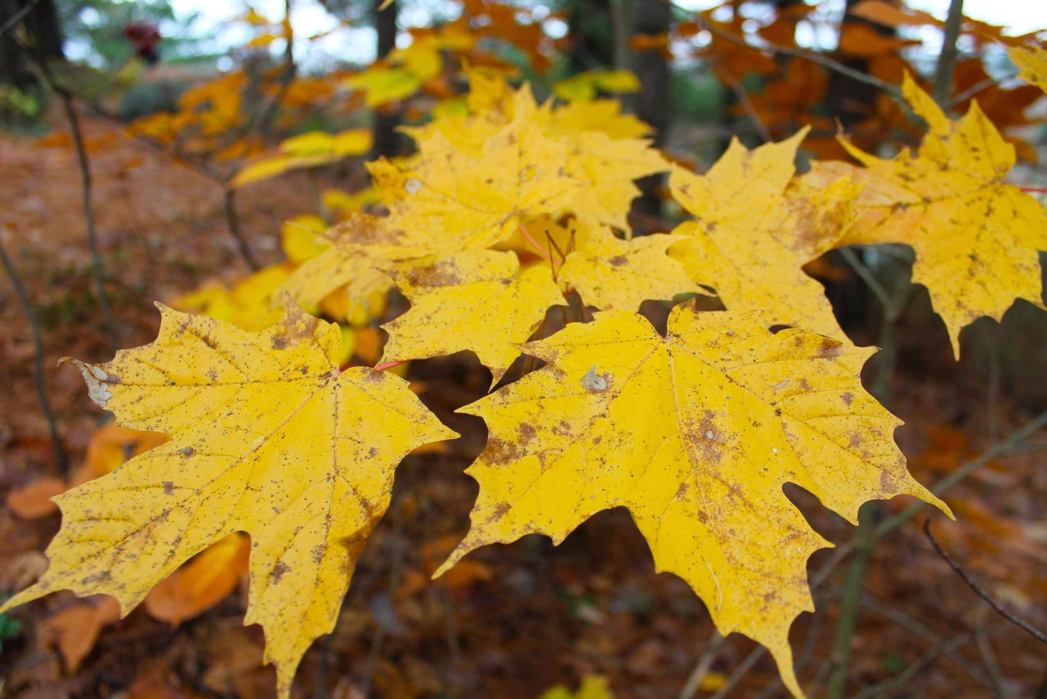 Torontosta: Tutustu Muskokaan – Hardy's Lake Provincial Park