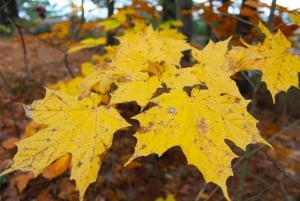 Torontosta: Tutustu Muskokaan – Hardy's Lake Provincial Park
