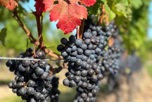 From Toronto: Niagara Falls Day Trip & Wine Tasting