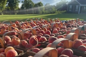 Toronto: Niagara-on-the-Lake, vinsmaking og sjokoladetur