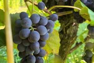 Toronto: Niagara-on-the-Lake, vinsmaking og sjokoladetur