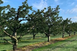 Toronto: Niagara-on-the-Lake, vinsmaking og sjokoladetur