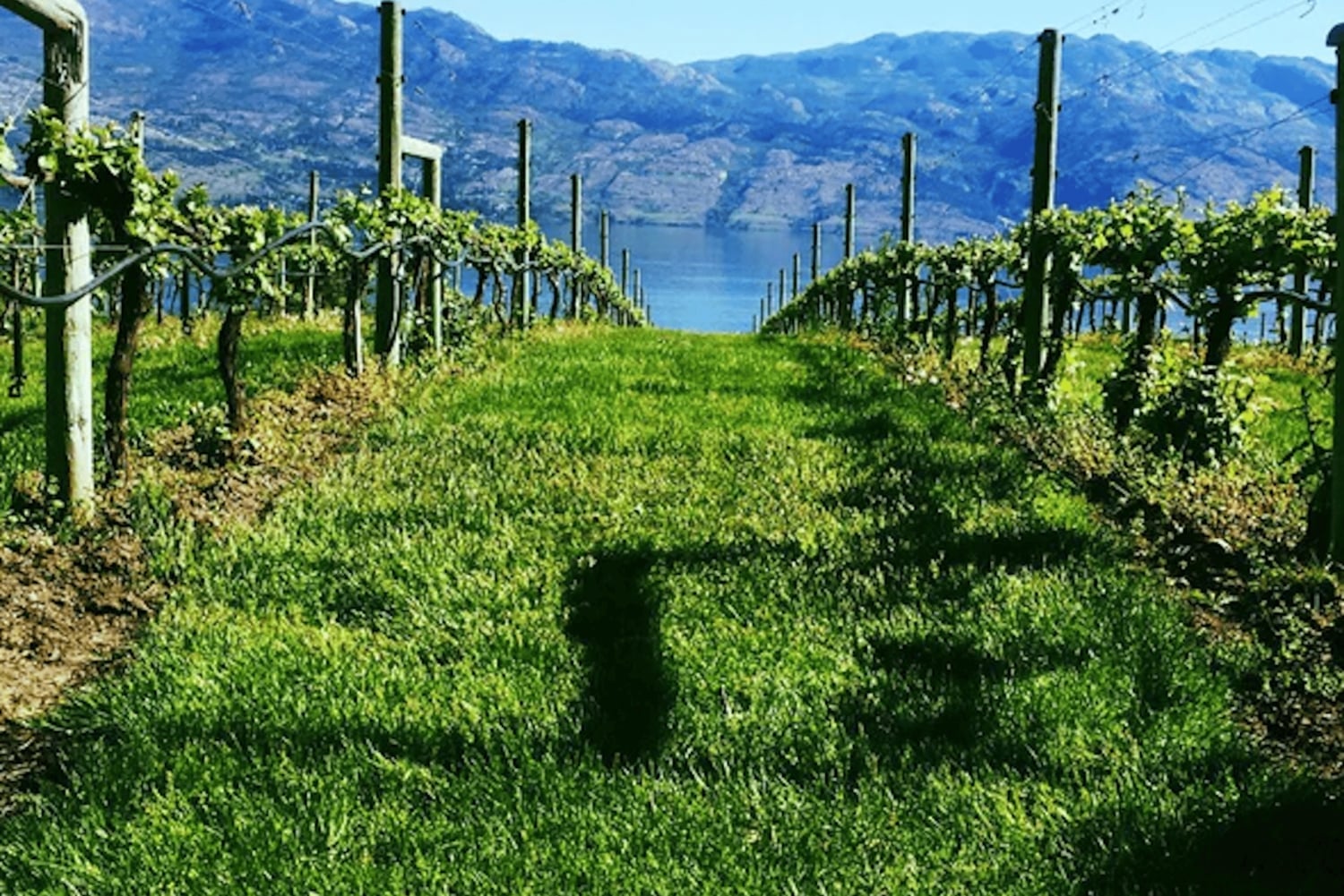 トロントからナイアガラ・ワイン・ツアー