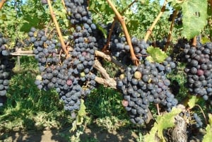 Niagara Falls, Canada: Full-Day Private Winery Tour