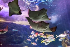 Ripley's akvarium: Sharks After Dark Inträde (efter kl. 17.00)
