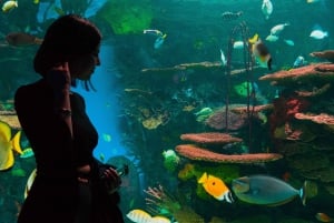 Ripley's akvarium: Sharks After Dark Inträde (efter kl. 17.00)