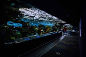 Ripley's akvarium: Sharks After Dark Inträde (efter kl. 17.00)