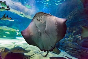 Ripley's akvarium: Sharks After Dark Inträde (efter kl. 17.00)