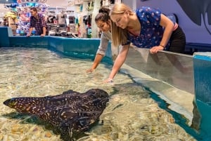 Ripley's akvarium: Sharks After Dark Inträde (efter kl. 17.00)