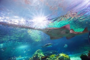 Ripley's akvarium: Sharks After Dark Inträde (efter kl. 17.00)