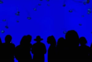 Ripley's akvarium: Sharks After Dark Inträde (efter kl. 17.00)