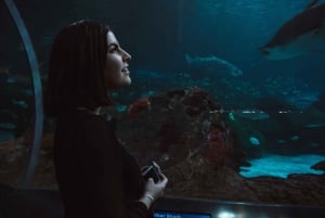Ripley's akvarium: Sharks After Dark Inträde (efter kl. 17.00)