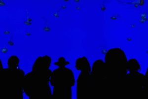 Ripley's akvarium: Sharks After Dark Inträde (efter kl. 17.00)