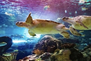 Ripley's akvarium: Sharks After Dark Inträde (efter kl. 17.00)