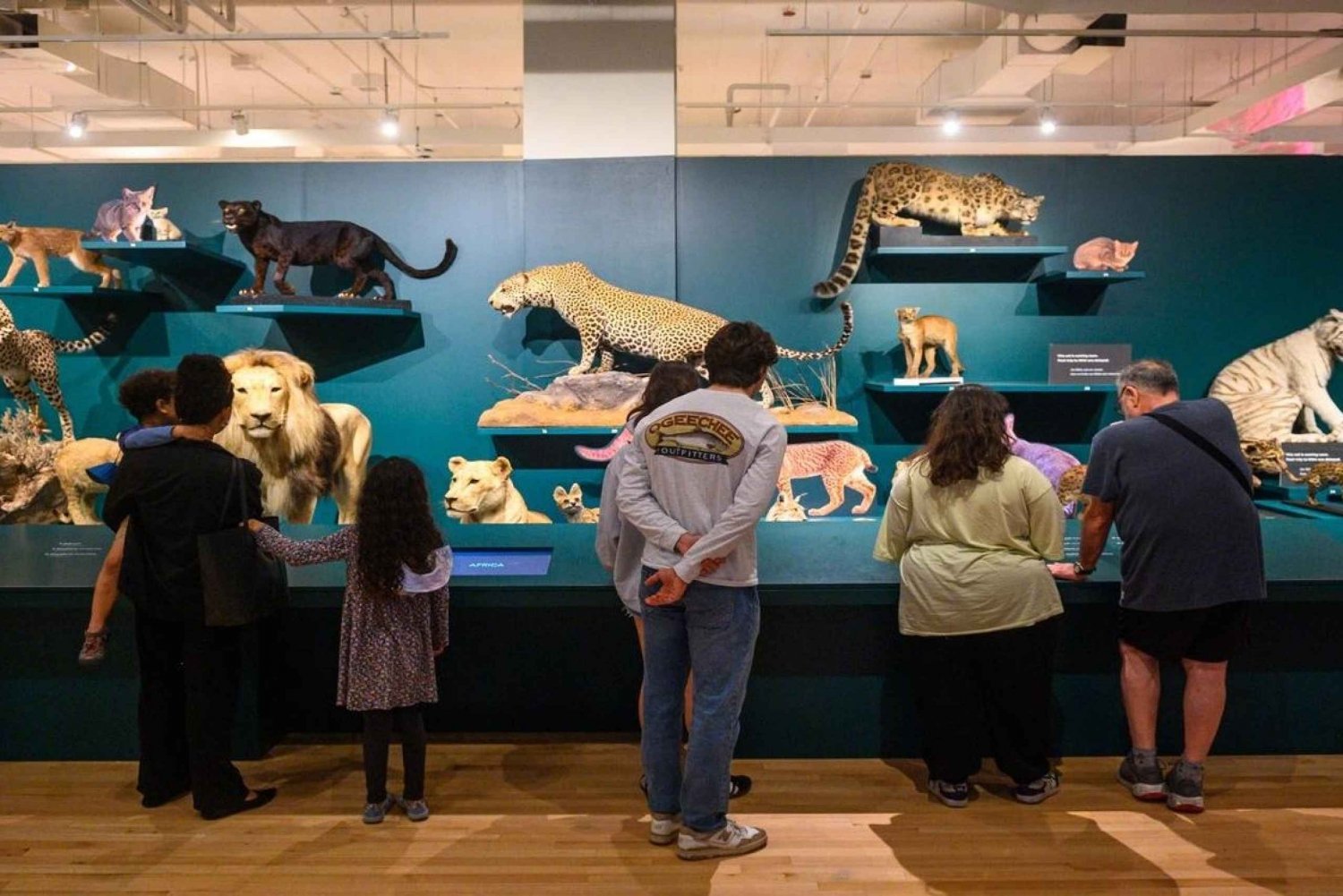 Royal Ontario Museum Revealed: A Guided Tour Through History