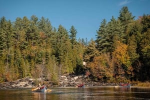 Toronto: excursión de un día al parque Algonquin y las cataratas Ragged