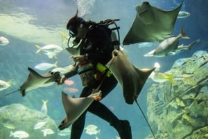 From Montreal: Toronto, Niagara Falls & 1000 Islands Tour