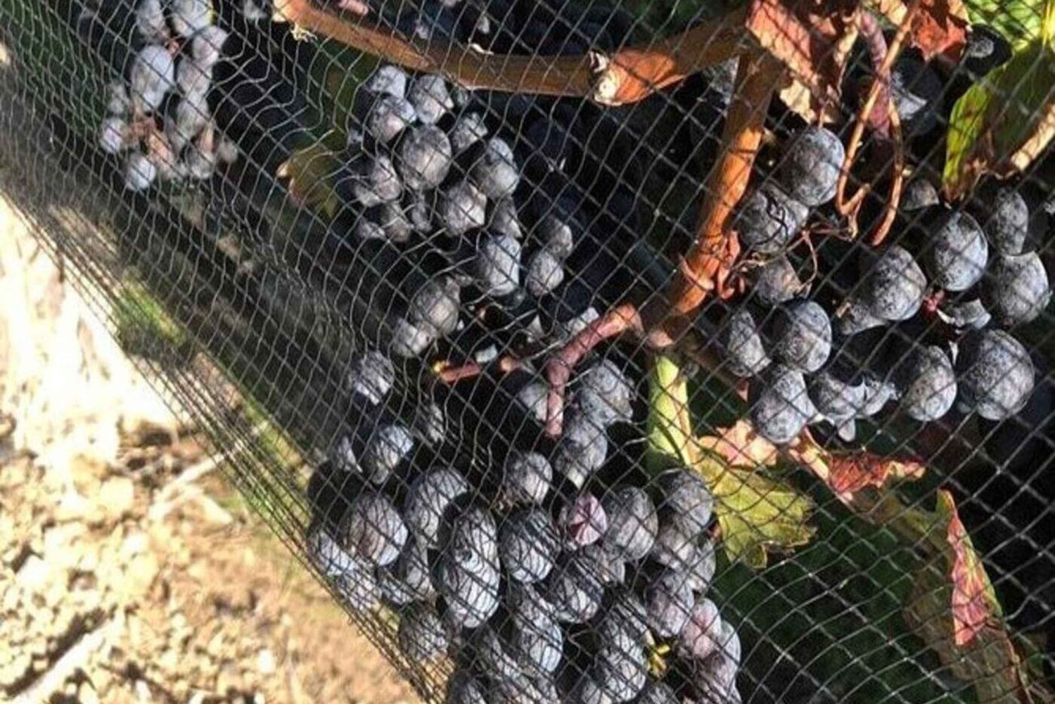 Toronto: Private Wine Tour nach Niagara-on-the-Lake