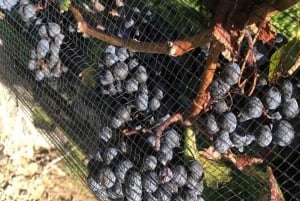 Toronto: Tour privado de vinos a Niagara-on-the-Lake