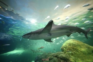 トロント：カナダ・リプリー水族館入場券