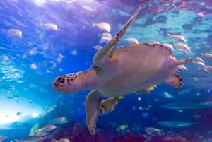 トロント：カナダ・リプリー水族館入場券