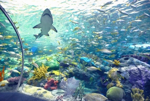 トロント：カナダ・リプリー水族館入場券