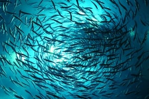 トロント：カナダ・リプリー水族館入場券