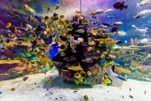 トロント：カナダ・リプリー水族館入場券